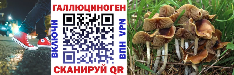 ссылка на мегу сайт  Светлогорск  Галлюциногенные грибы Psilocybine cubensis 